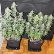 GORILLA ZKITTLEZ - Barney's Farm