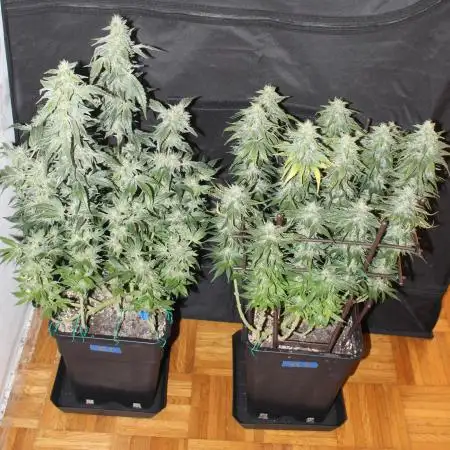 GORILLA ZKITTLEZ - Barney's Farm
