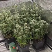 BUBBA KUSH - Barney's Farm