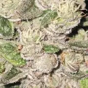 WEMBLEY X MENDOCINO Pyramid Seeds