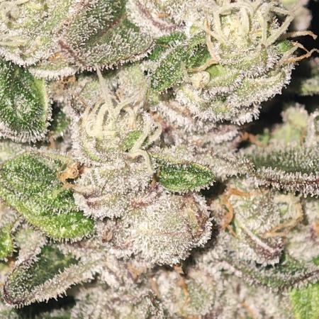WEMBLEY X MENDOCINO Pyramid Seeds