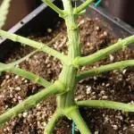 MOBY DICK - Barney's farm