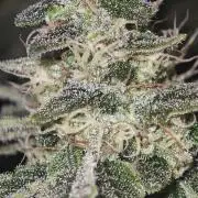 SUPER OG KUSH FAST - Pyramid Seeds