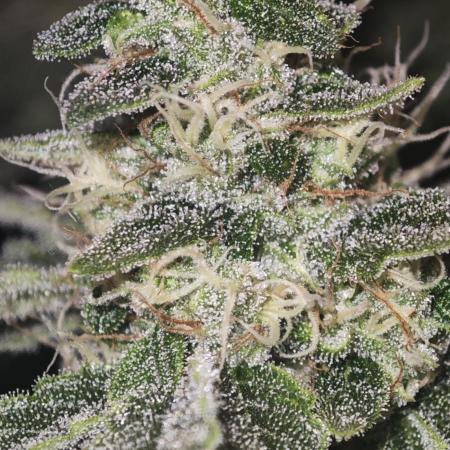 SUPER OG KUSH FAST - Pyramid Seeds