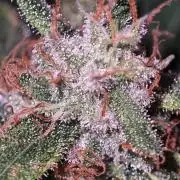 GORILLA ZKITTLEZ - Barney's Farm