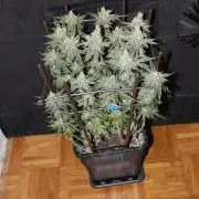 SUPER OG KUSH FAST - Pyramid Seeds