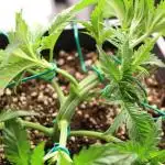 MOBY DICK - Barney's farm