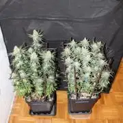 SUPER OG KUSH FAST - Pyramid Seeds