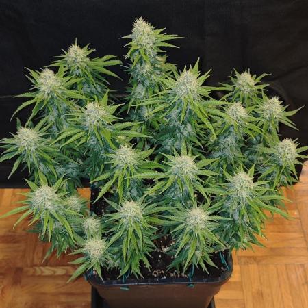 MOBY DICK - Barney's farm