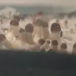 MOBY DICK - Barney's farm