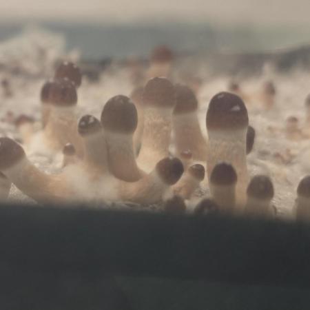 MOBY DICK - Barney's farm