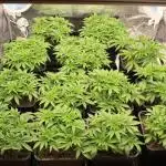 MOBY DICK - Barney's farm