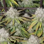 MOBY DICK - Barney's farm