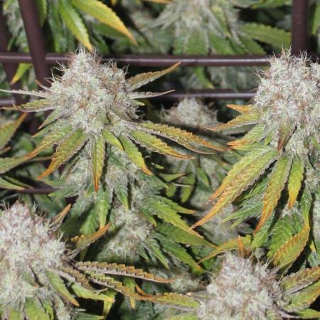 MOBY DICK - Barney's farm