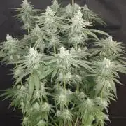 WEMBLEY X MENDOCINO Pyramid Seeds