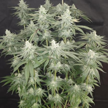 WEMBLEY X MENDOCINO Pyramid Seeds