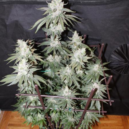 WEMBLEY X MENDOCINO Pyramid Seeds