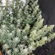 BUBBA KUSH - Barney's Farm