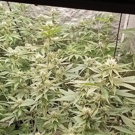 6 semi di Tropicanna Poison e  2 auto