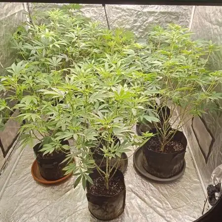 6 semi di Tropicanna Poison e  2 auto  non definite