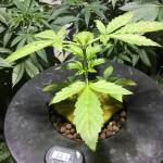 Auto Glueberry O.G. DWC