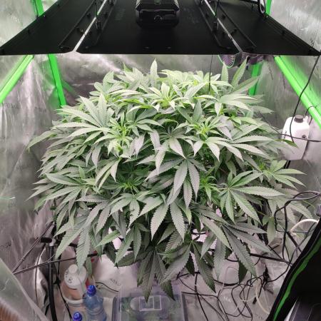 DWC - Papaya Stank