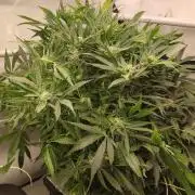 RDWC - Cherry Cola Auto