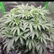 DWC - Papaya Stank