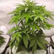 RDWC - Banana Purple Punch