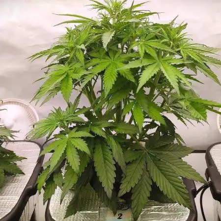 RDWC - Banana Purple Punch