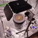 DWC - Mimosa Auto