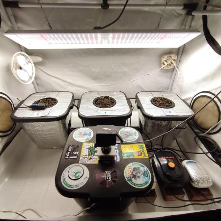 GMSDSP - New Money - RDWC