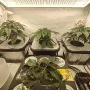 GSDS - New Money - RDWC