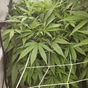 RDWC - Super Boof Auto