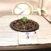RDWC - Cherry Cola Auto