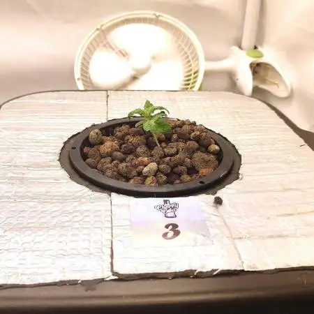 RDWC - Cherry Cola Auto