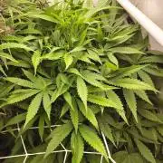 RDWC - Cherry Cola Auto