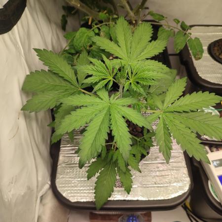 RDWC - Banana Purple Punch Auto