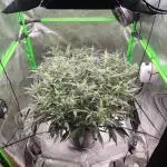 DWC - Gorilla Cookies Auto