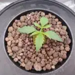 DWC - Mimosa Auto
