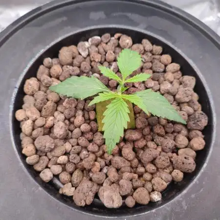 DWC - Mimosa Auto