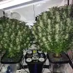 RDWC - Super Boof Auto + Z-Up Auto