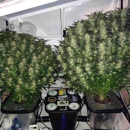 RDWC - Super Boof Auto + Z-Up Auto