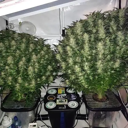 RDWC - Super Boof Auto + Z-Up Auto