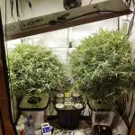 RDWC - Super Boof Auto + Z-Up Auto