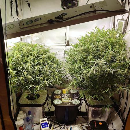 RDWC - Super Boof Auto + Z-Up Auto