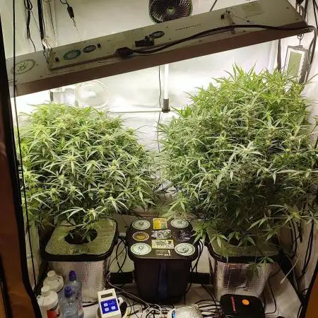 RDWC - Super Boof Auto + Z-Up Auto