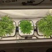 GSDS - New Money - RDWC