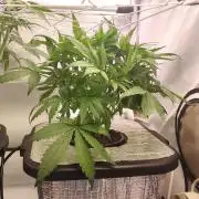RDWC - Cherry Cola Auto