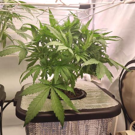 RDWC - Cherry Cola Auto